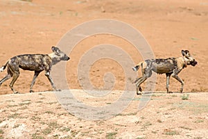 2 Wild dogs walking on a dusty mound in Namibia