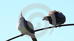 2 wild pigeons sitting on a branch in a Sydney Park NSW Australia