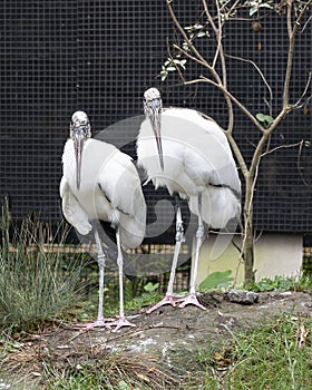 2 Wood Storks Standing by Tree