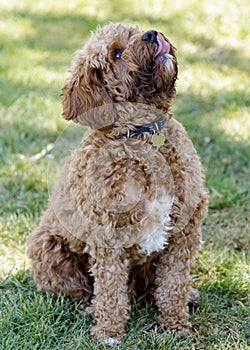 2-Year-Old Cavapoo puppy male, a cross between the Cavalier King Charles Spaniel and Poodle dog breeds