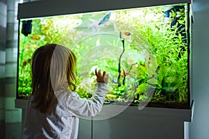 2 year old child indoors watching fish swiming in big fish tank, aquarium