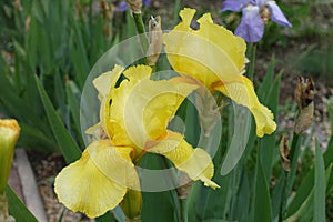 2 yellow flowers of bearded irises
