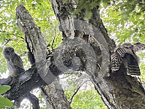 2 young barred owls in Green Lakes State Park