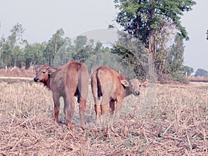 2 young buffalos in the rice field