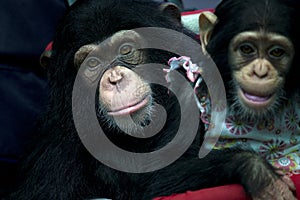 2 young chimpanzee in the zoo