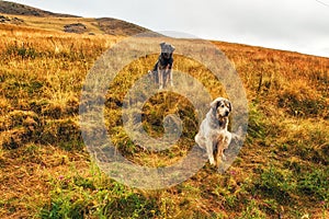 2 Yugoslav sheperd dogs in the countryside