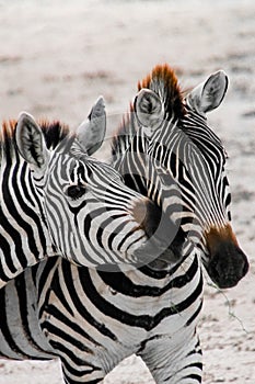 2 zebras at Amboseli National Park Africa Kenya during safari