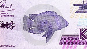 20 Kwacha banknote. Issued on 2012, Bank of Malawi. Fragment: Livingston`s cichlid Nimbochromis livingstonii locally known as