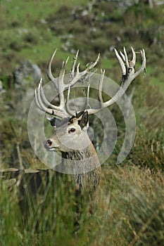 20-point stag in high reeds