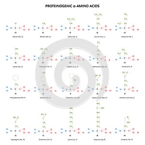 20 proteinogenic ?-amino acids. Structural formulas.