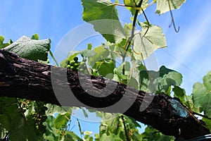 200 Year Old Albarino Grapevine in MeaÃ±o Spain