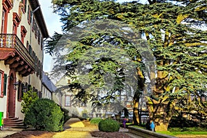 200 year old cedar (Cedrus libani) in the palace garden Bad Homburg, Germany