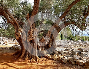 2000 years olive tree in Lun Garden