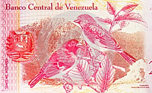 20000 Bolivares banknote, Bank of Venezuela, closeup bill fragment shows House finch Haemorhous mexicanus