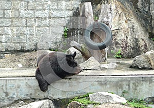 2012 Old Macao Endangered Animal Species Macau Asian Black Bear Bobo Jardim Da Flora Zoo Garden Nature Park Outdoor Facility