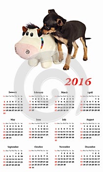 2016 Calendar. Toy-terrier puppy with toy.