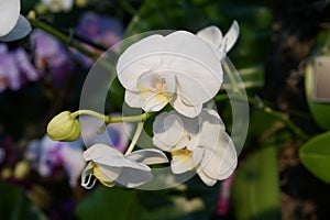 The 2016 Orchid Show 96