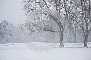 2017 Winter snow- winter landscape