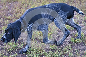 2018 year-year of the dog. Hunting dog breed German Wirehaired pointer