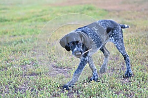 2018 year-year of the dog. Hunting dog breed German Wirehaired pointer