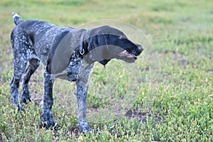 2018 year-year of the dog. Hunting dog breed German Wirehaired pointer