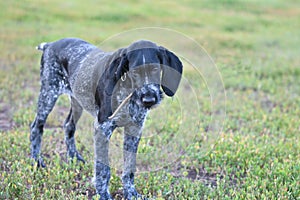 2018 year-year of the dog. Hunting dog breed German Wirehaired pointer
