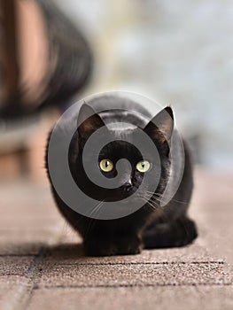 2019 Stray Cat Photographer new photo, cute black street cat portrait