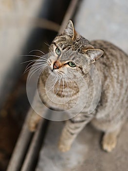 2019 Stray Cat Photographer new photo, cute brown cat