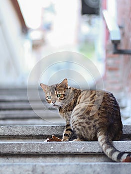 2019 Stray Cat Photographer new photo, cute brown street cat looks like a tiger