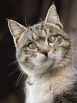 2019 Stray Cat Photographer new photo, cute brown street cat portrait