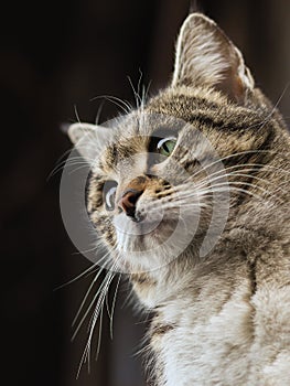 2019 Stray Cat Photographer new photo, cute brown street cat portrait