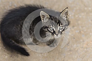 2019 Stray Cat Photographer new photo, cute small gray cat