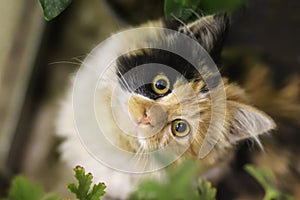 2019 Stray Cat Photographer new photo, cute stray cat with big eyes