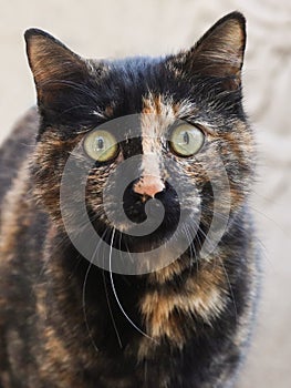 2019 Stray Cat Photographer new photo, cute street cat portrait