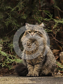2019 Stray Cat Photographer new photo, cute street cats with long hair