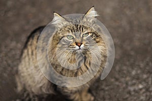 2019 Stray Cat Photographer new photo, cute street cats with long hair