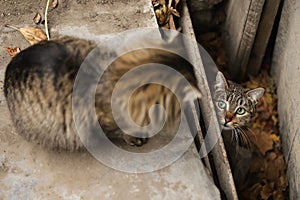 2019 Stray Cat Photographer new photo, cute street cats with long hair