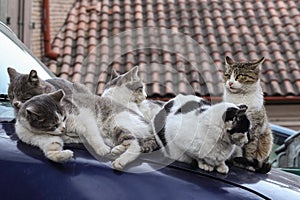 2019 Stray Cat Photographer new photo, street cats family sit on the car