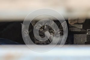 2019 Stray Cat Photographer new photo, three cute street cats hidding