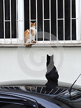 2019 Stray Cat Photographer new photo, two cute street cats