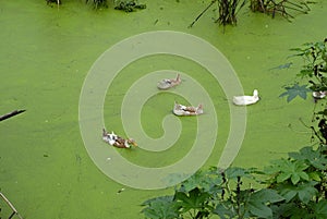 2019111110ï¼šDuck in the countryside, Ganzhou, Jiangxi Province, China.