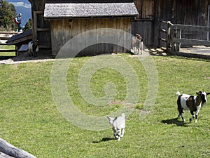 2020_06_02_Alpe di Villandro, Alto Adige, after lockdown