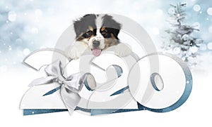 2020 happy new year number text, puppy pet dog with silver christmas ribbon bow isolated on blurred blue lights background