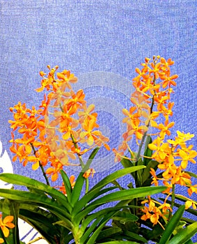 2020 Macao Orchid Flower Blooms Blooming Lou Lim Ieoc Garden Spring Orchids Blossom Display Spring Summer