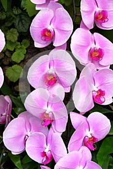 2020 Macao Orchid Flower Blooms Blooming Lou Lim Ieoc Garden Spring Orchids Blossom Display Spring Summer