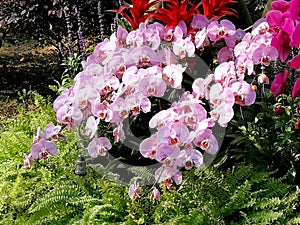 2020 Macao Orchid Flower Blooms Blooming Lou Lim Ieoc Garden Spring Orchids Blossom Display Spring Summer