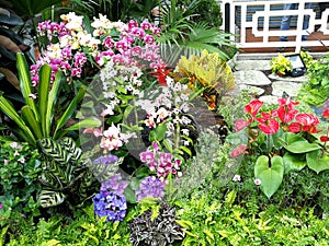 2020 Macao Orchid Flower Blooms Blooming Lou Lim Ieoc Garden Spring Orchids Blossom Display Spring Summer