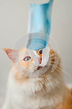 2020 new yellow ragdoll cat look at blue face mask