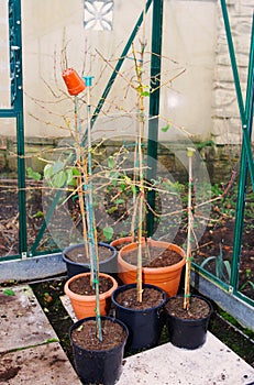 2021 Standard fuchsias over wintered and set for regrowth in 2022.