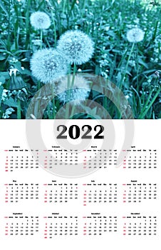 2022 year botanical calendar template. English calendar with dandelions on the green field. Week starts on Sunday